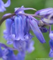 /album/my-local-birding-gallery/bluebells-2-jpg/